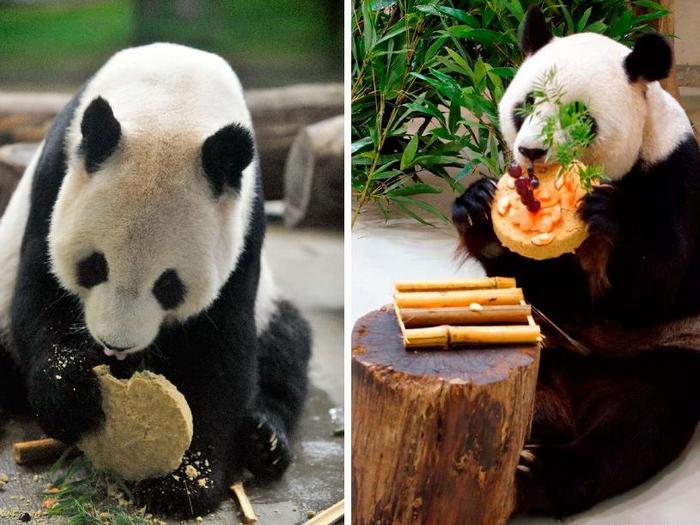 Что панда ест в дикой природе? Что едят панды кроме бамбука? 6