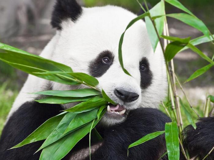Что панды едят в дикой природе, что панды едят, кроме бамбука-1