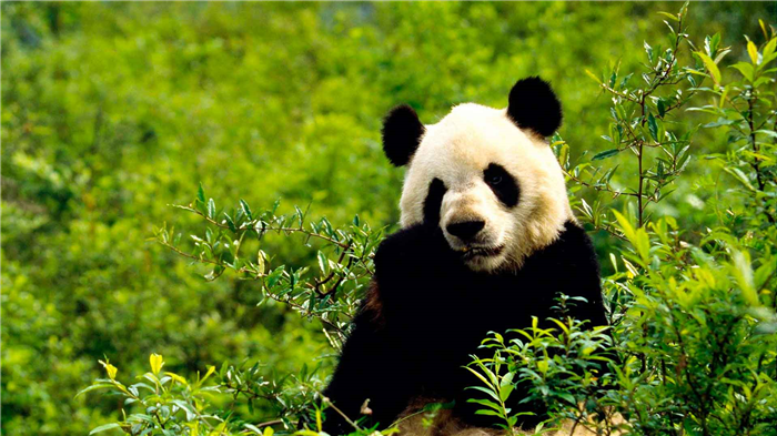 Большая панда живет в бамбуковых лесах