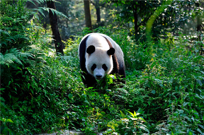 Где живет большая панда
