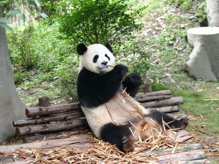 Что-панда-ест-в-природе-что-панды-ест-кроме-бамбука-2