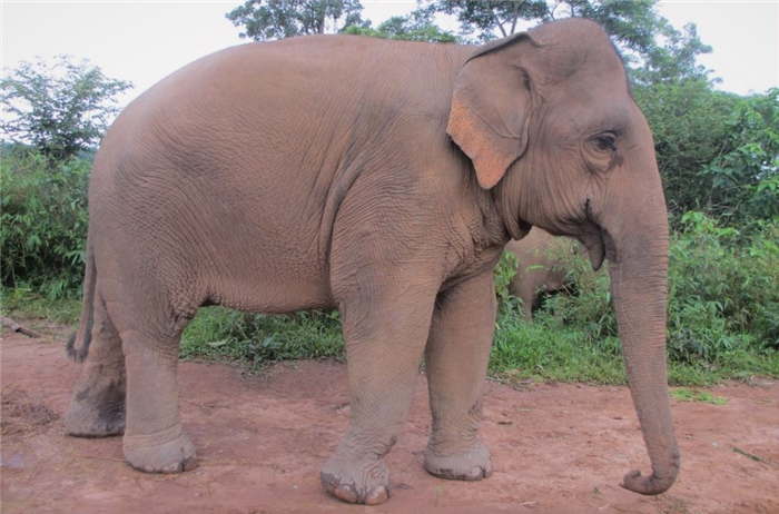 Индийский слон может весить до 5 тонн