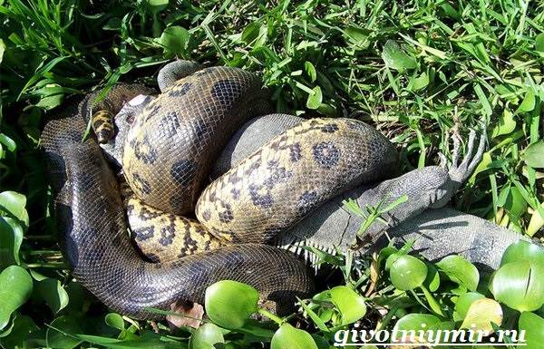 Анаконда-змея-анаконда-образ жизни и среда обитания-6