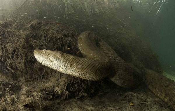 Анаконда-змея-описание-характеристики-виды-образ жизни-и-среда обитания-анаконда-4