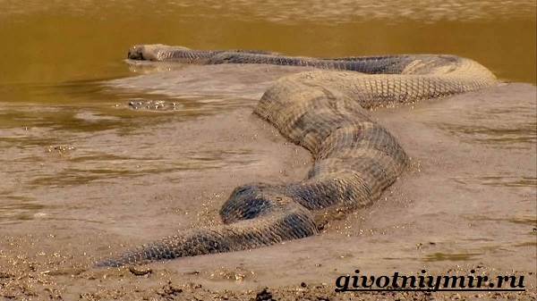Анаконда-змея-анаконда-образ жизни и среда обитания-9
