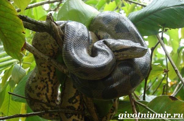 Анаконда-змея-анаконда-образ жизни и среда обитания-7