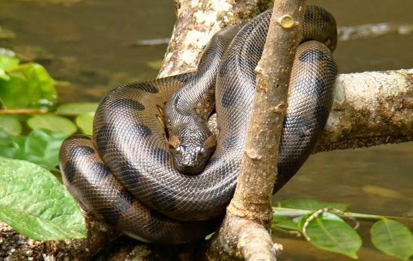 Анаконда-змея-описание-характеристики-виды-образ жизни-и-среда обитания-анаконда-5