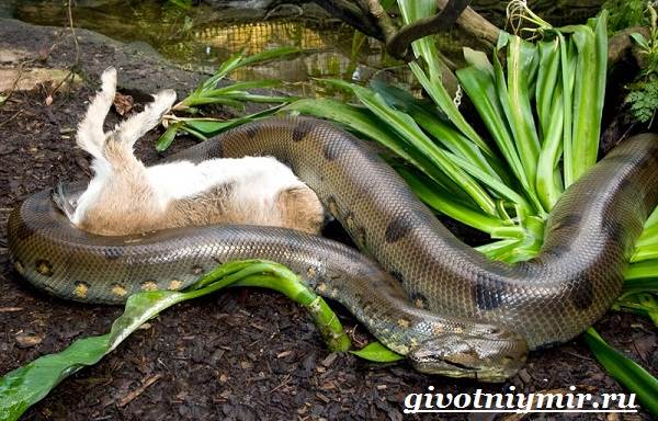 Анаконда-змея-анаконда-образ жизни и среда обитания-8