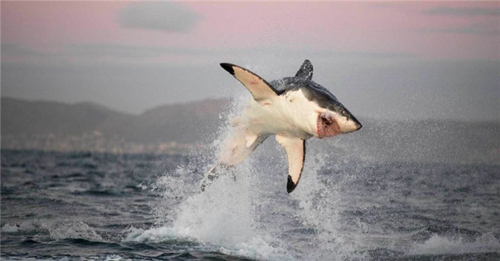 прыжок акулы