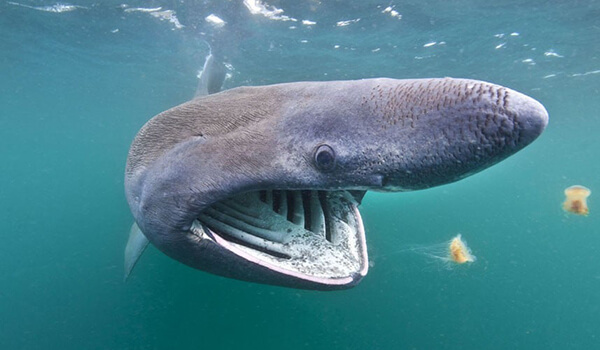 Фото: Гигантская акула в воде