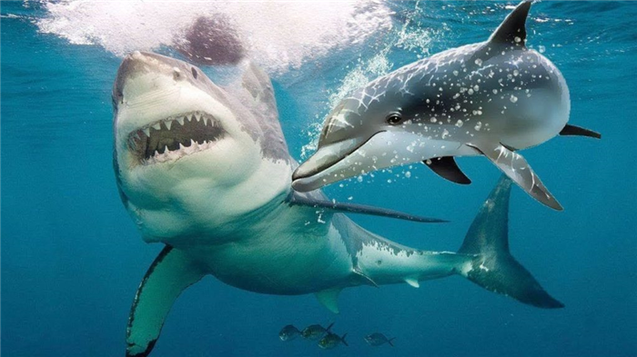 дельфины нападают на акулу