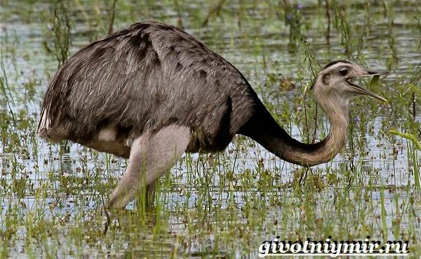 Нанду-страус-образ жизни-и-среда обитания-17