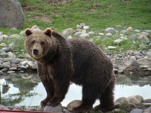 Сколько весят медведи разных видов