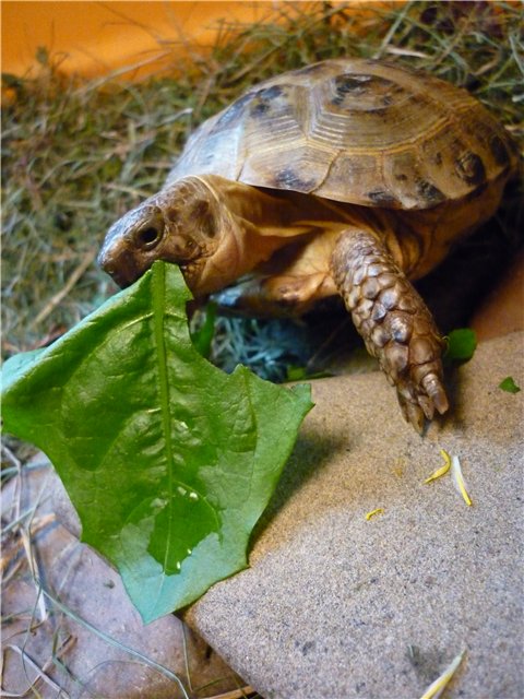 как кормить черепаху в домашних условиях
