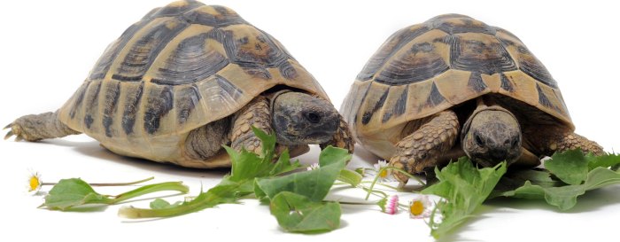 Полнорационный корм для черепах: Рептомин и другие корма