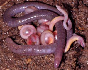 Как размножается дождевой червь?