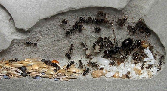 Формикарий - увлекательный мир муравьев