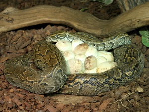 Размножение змей яйцами