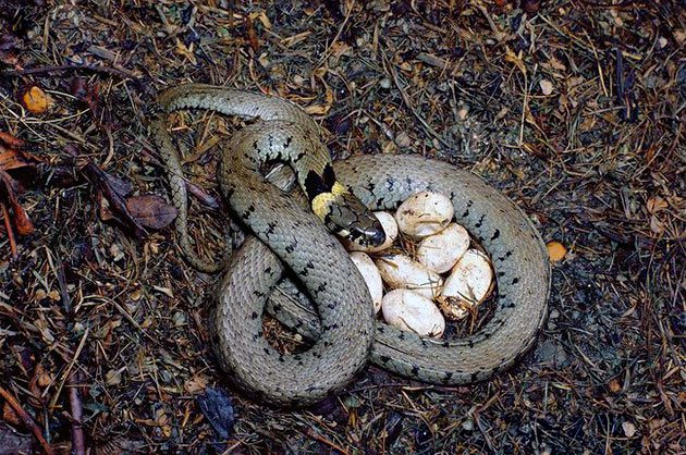 Яйцеживородящие змеи перед рождением детенышей ищут самое укромное и защищенное место