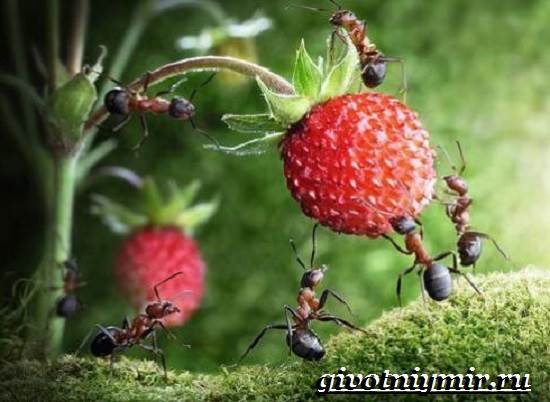 Образ жизни и среда обитания муравьев-насекомых-6