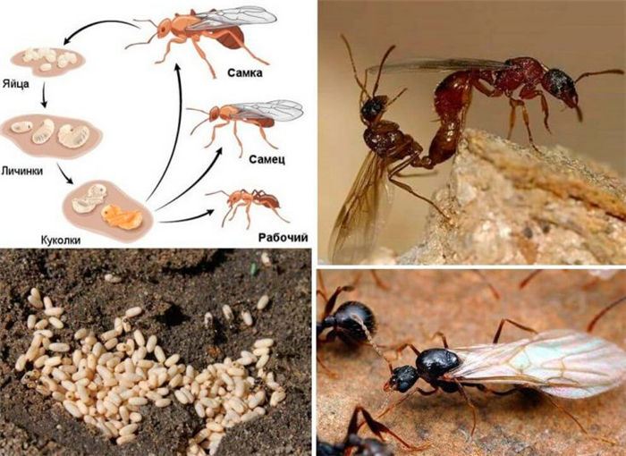 Разведение муравьев