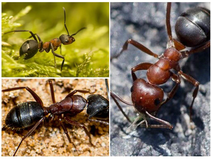 Рыжие лесные муравьи