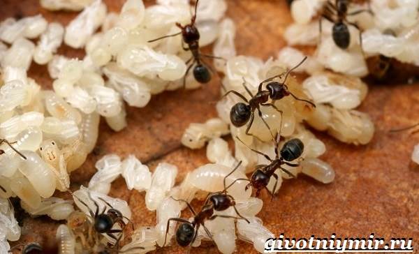 Муравей-насекомое-образ жизни и среда обитания-муравей-7