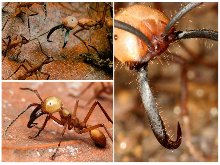 Кочевники - муравьи
