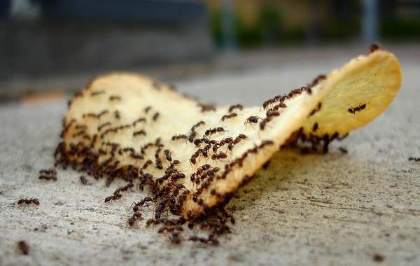 Муравей-насекомое-описание-характеристики-виды-образ жизни-и-среда обитания-муравей-17