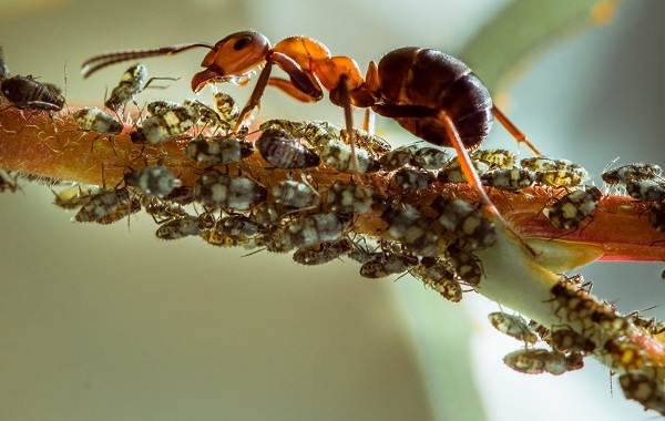 Муравей-насекомое-описание-характеристики-виды-образ жизни-и-среда обитания-муравей-15