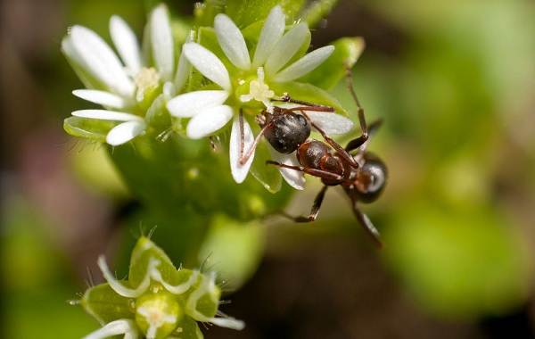 Муравей-насекомое-описание-характеристики-виды-образ жизни-и-среда обитания-муравей-16