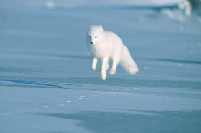 Арктическая лиса