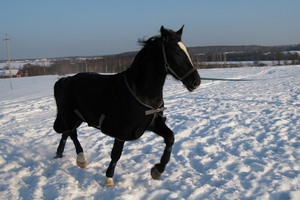 Большая лошадь в снегу