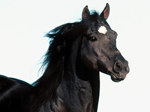 Черная порода лошадей