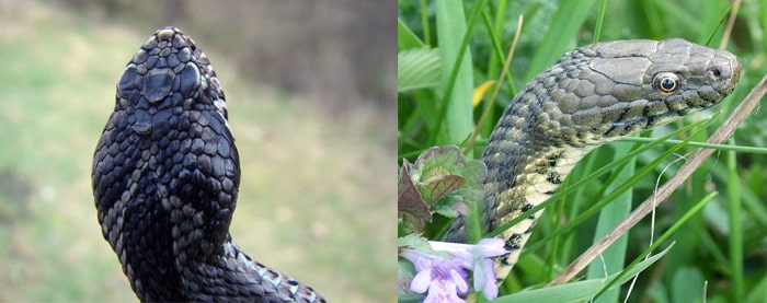Голова | Как отличить змею от гадюки