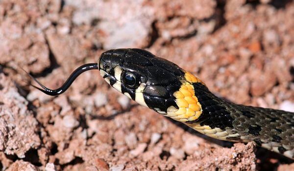 Фото: обыкновенная змея