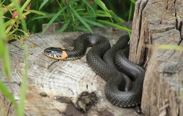 Змея-змея-описание-характеристики-виды-образ жизни-и-среда обитания-змея-7