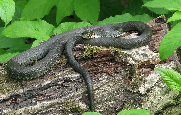 Змея-змея-описание-характеристики-виды-образ жизни-и-среда обитания-змея-4