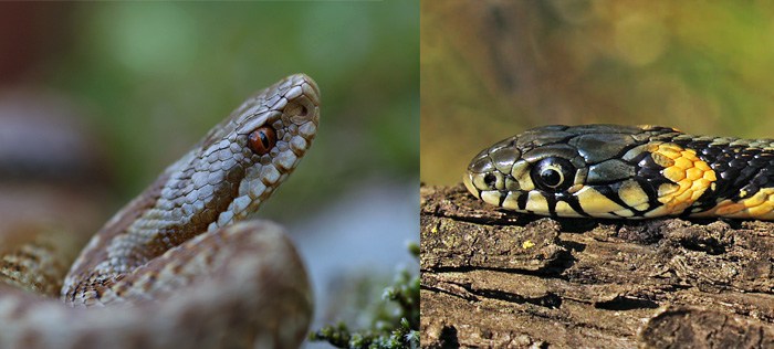 Глаза | Как отличить змею от гадюки