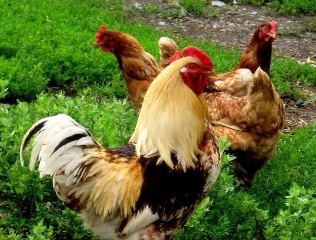 Как отличить петуха от курицы, как отличить цыплят: ежедневно, еженедельно, определяем пол в 3-4 месяца