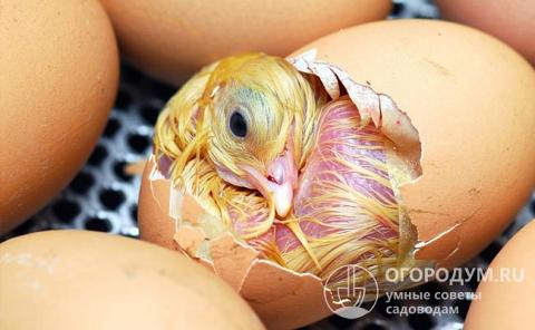 По статистике, самцы составляют в среднем 52% вылупившихся птенцов, именно поэтому большинство фермеров заинтересованы в определении пола будущих птенцов, пока они еще находятся в яйце