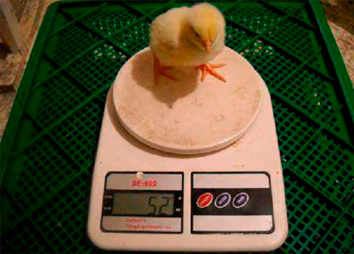Цыпленок-бройлер на весах