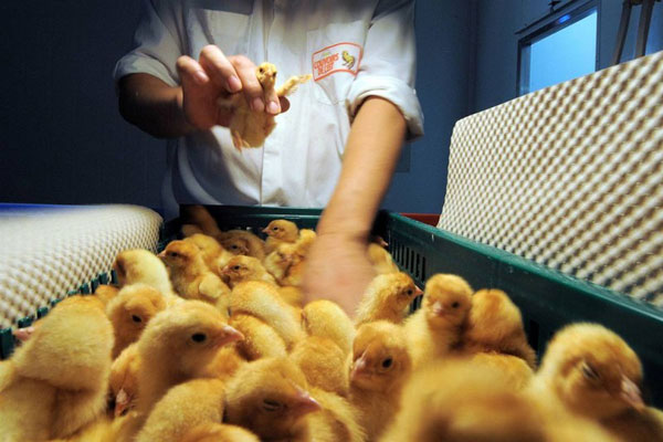 Работник птицефабрики собирает курицу