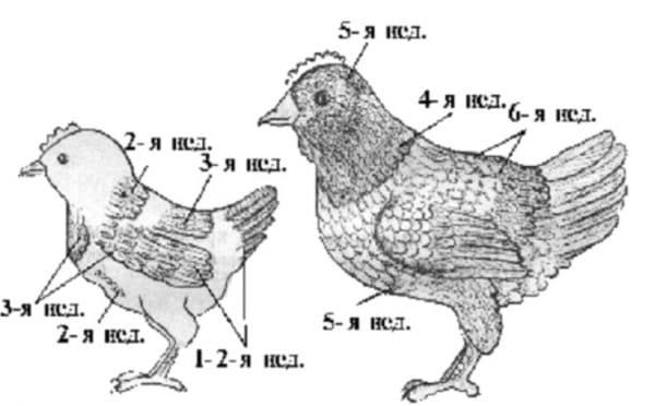 Изменение оперения цыплят с течением времени