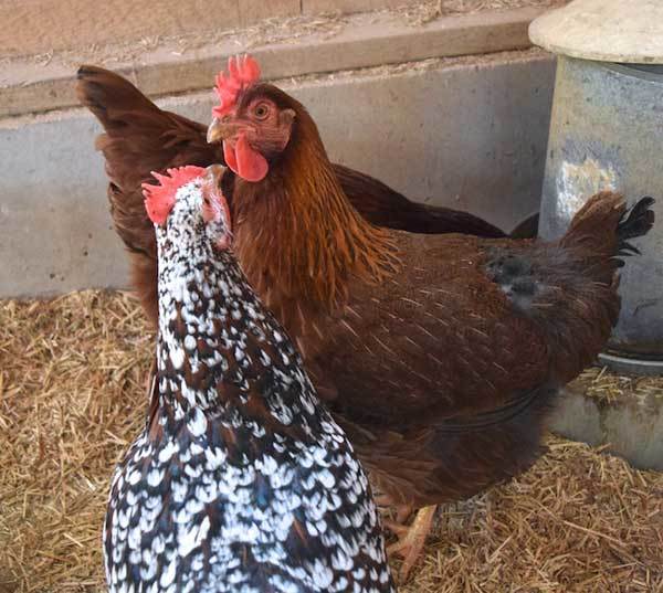 Как отличить петуха от курицы, как отличить цыплят: ежедневно, еженедельно, определяем пол в 3-4 месяца