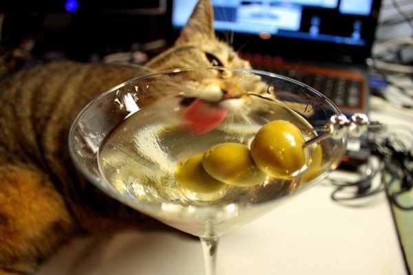 Почему кошки любят оливки