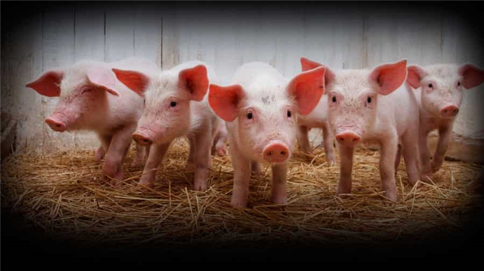 Почему мусульмане не едят свинину: религиозные причины
