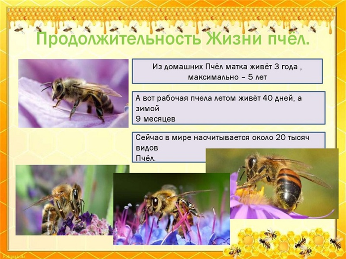 Продолжительность жизни пчел