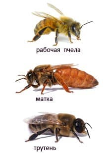 рабочая пчела, трутень и королева