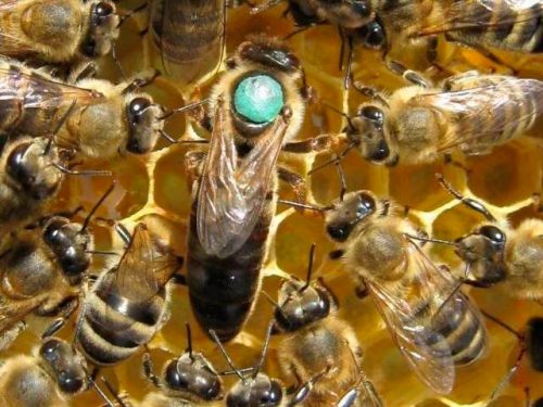 пчелиная матка карника
